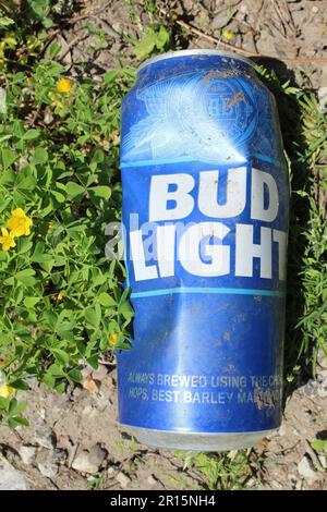 Bosselée et jetée de bière légère Bud vide peut sur le sol avec des fleurs jaunes à Camp Ground Road Woods à des Plaines, Illinois Banque D'Images