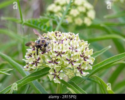 Une abeille charpentier recouverte de pollen lorsqu'elle sied le nectar d'une plante de laitoued verte, Asclepias viridis. Banque D'Images