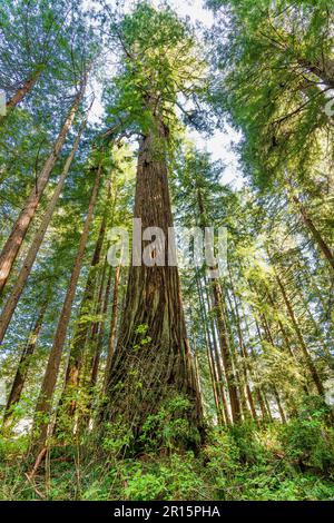 La lumière du soleil se filtre à travers les séquoias massifs sur la côte de la Californie dans le parc national de Redwoods Banque D'Images