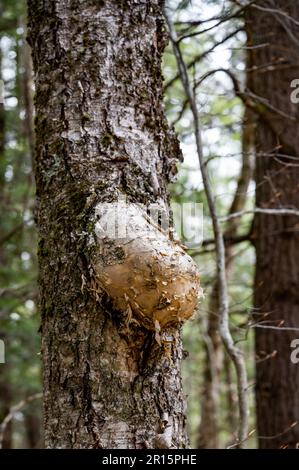 Une grande terelle sur un bouleau dans les montagnes Adirondack, NY USA Banque D'Images