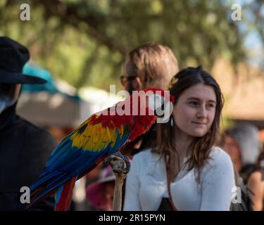 Folsom, Californie, 24 septembre 2022. La macaw rouge et le public au Folsom Renaissance faire. Après un hiatus dû à la pandémie du coronavirus, ce plaisir lui Banque D'Images