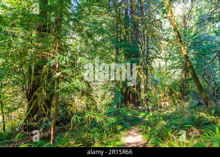 La lumière du soleil se filtre à travers les séquoias massifs sur la côte de la Californie dans le parc national de Redwoods Banque D'Images