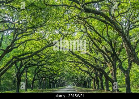 Allée couverte de chênes vivants à la plantation Wormsloe de Savannah, Géorgie. (ÉTATS-UNIS) Banque D'Images