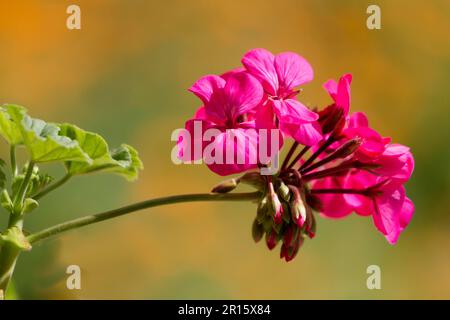 Fleur de géranium - pélargonium Banque D'Images