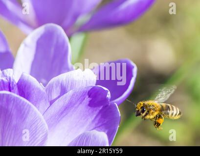 Une abeille vole vers une fleur de crocus mauve Banque D'Images