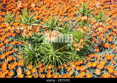 Fleur (Fritilaria imperarialis) lit avec et tulipes, tout en orange Banque D'Images