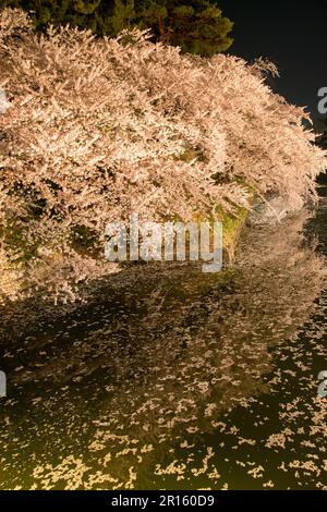 La fleur de cerisier dans une lande entourant le château de Hirosaki s'est illuminée Banque D'Images