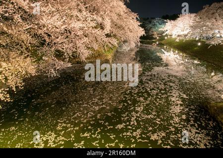 La fleur de cerisier dans une lande entourant le château de Hirosaki s'est illuminée Banque D'Images