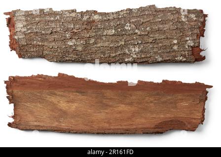 couche externe de tronc d'arbre, écorce de bois dur brun rougeâtre isolée sur fond blanc, des deux côtés de l'écorce rugueuse, texturée, marquis naturel Banque D'Images