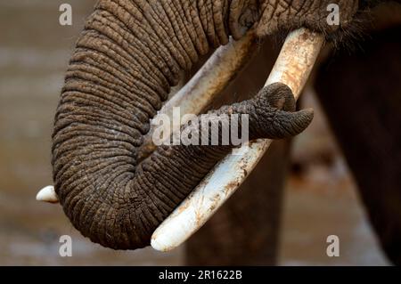 Gros plan sur le tronc de l'éléphant d'Afrique (Loxodonta africana), réserve nationale de Samburu, Kenya, Afrique Banque D'Images