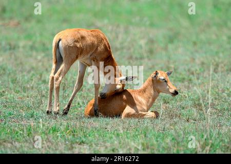 Veau de Topi souhaitant jouer avec un autre veau (Damaliscus korrigum), Réserve nationale de Masai Mara, Kenya, Afrique Banque D'Images