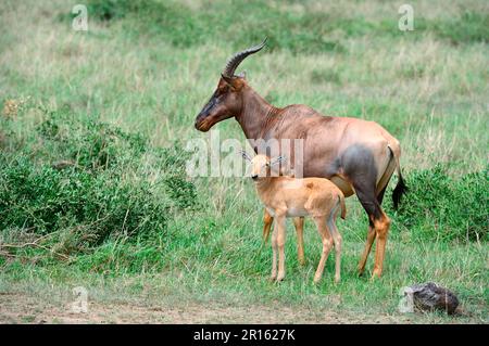 Topi femelle et veau (Damaliscus korrigum), réserve nationale de Masai Mara, Kenya, Afrique Banque D'Images