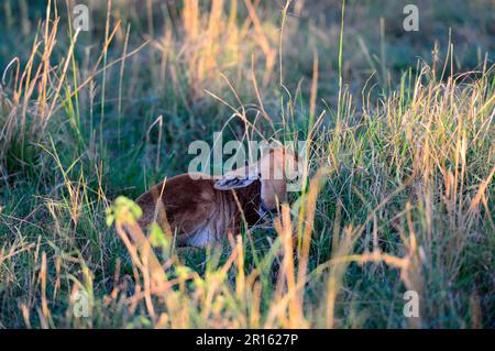 Topi au repos et couché caché dans l'herbe (Damaliscus korrigum), réserve nationale de Masai Mara, Kenya, Afrique Banque D'Images