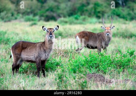 Pâturage des mâles et des femelles en buck de Defassa (Kobus ellipsiprymnus defassa), réserve nationale de Masai Mara, octobre, Kenya Banque D'Images