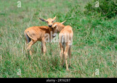 Accueil des veaux Topi (Damaliscus korrigum), Réserve nationale de Masai Mara, Kenya, Afrique Banque D'Images