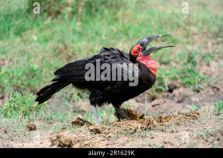 La côte sud se nourrissant de l'insecte (Bucorvus leadbeater) Réserve nationale de Masai Mara, Kenya, Afrique Banque D'Images