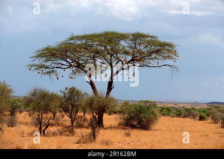 Nid d'oiseau de tisserand en acacia, Parapluie Thorn acacia (Parapluie acacia tortillis) réserve nationale de Samburu, Kenya, Afrique Banque D'Images
