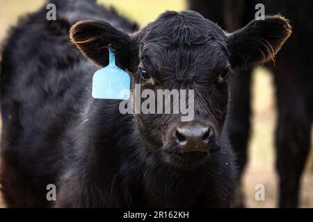 Gros plan d'un joli veau Angus avec une étiquette bleue. Banque D'Images