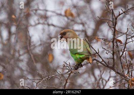 Perroquet à tête brune, perroquets à tête brune, perroquets, animaux, oiseaux, Parrot à tête brune, Kruger, Afrique du Sud Banque D'Images