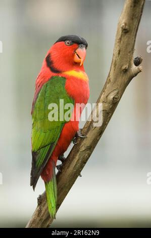 Mory à queue verte, loris à queue verte, Loris, perroquets, animaux, Oiseaux, Lory (Lorius chlorocercus) à bichopes jaunes, adultes, perchés sous la pluie, captifs Banque D'Images