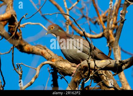 Dove à yeux jaunes (Columba eversmanni) adulte, perchée dans un arbre mort, province d'Almaty, Kazakhstan Banque D'Images