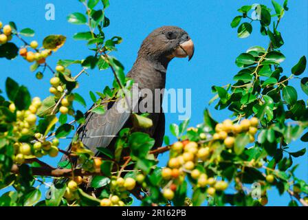 Petit Vasa Parrot (Coracopsis nigra) adulte, perchée dans un arbre fruitier, Ifaty, Madagascar occidentale Banque D'Images