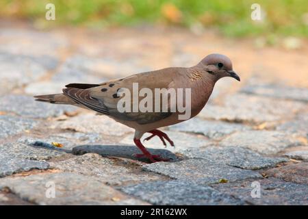 Colombe aidée (Zenaida auriculata), colombes ailées, pigeons, animaux, oiseaux, Earred Dove adulte, marchant sur une route pavée, Buenos Aires, Argentine Banque D'Images