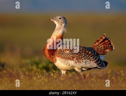 Grand butarde (Otis tarda) adulte, homme, migrant, Extremadura, Espagne Banque D'Images