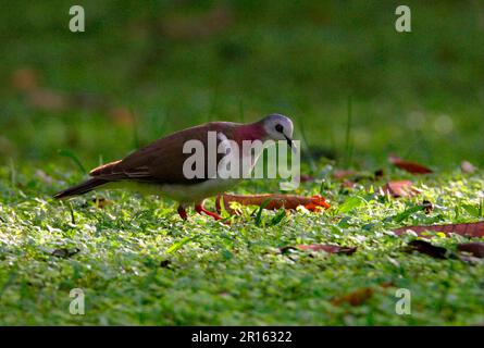 Pigeon jamaïcain, Pigeon à ventre blanc, Pigeon à ventre blanc de la Jamaïque, Pigeons de la Jamaïque, Pigeons à ventre blanc, Pigeons, animaux, oiseaux, colombe des Caraïbes Banque D'Images