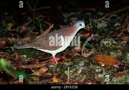 Pigeon de Jamaïque, pigeon à ventre blanc, pigeon à ventre blanc de Jamaïque, pigeons de Jamaïque, pigeons à ventre blanc, Pigeons, animaux, oiseaux, Dove Caribbean Banque D'Images