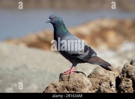 Dove de roche, Doves de roche, Pigeons, animaux, oiseaux, Roche Dove (Columba livia intermedia) adulte, perchée sur de la boue séchée, petit rang de Kachchh, Gujarat Banque D'Images