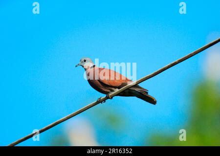 Collared-Dove rouge (Streptopelia tranquebarica) adulte, perchée sur fil dans la forêt tropicale, Chaloem Phrakiat N. P. Thaïlande Banque D'Images