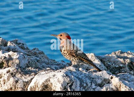 Papillotement du nord (Colaptes auratus) adulte mâle, debout sur des rochers près de la mer, Grand Cayman, îles Caïman Banque D'Images