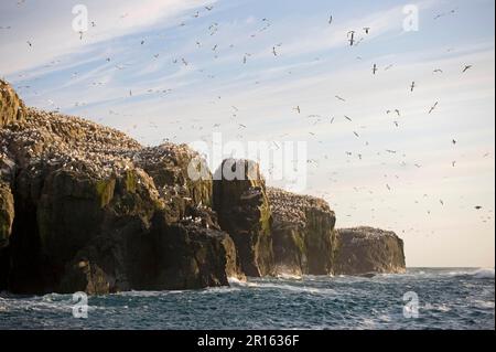 Colonie de reproduction du gannet du Nord (Morus bassanus) nichant sur les falaises marines de l'île, Réserve de Grassholm RSPB, pays de Galles, Royaume-Uni Banque D'Images