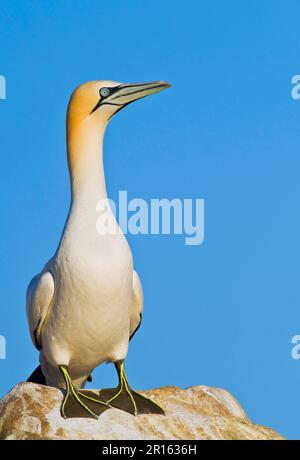 Gantet du Nord (Morus bassanus) Gannet, arboricole, animaux, oiseaux, gantet du Nord adulte, debout sur le rocher, Saltee Islands, Irlande Banque D'Images