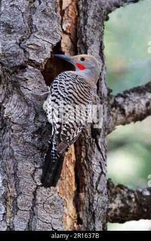 Flicker du Nord (Colaptes auratus) adulte mâle, au nésthole, dans le tronc mort du pin ponderosa (Pinus ponderosa), Utah (U.) S. A. Banque D'Images