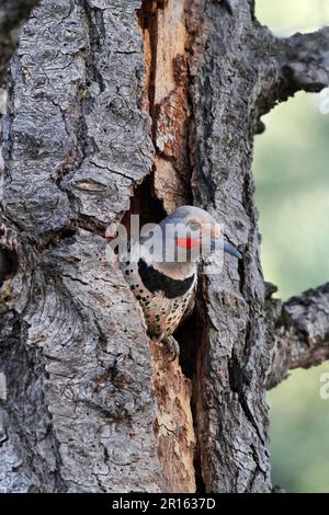 Flicker du Nord (Colaptes auratus) adulte mâle, au nésthole, dans le tronc mort du pin ponderosa (Pinus ponderosa), Utah (U.) S. A. Banque D'Images