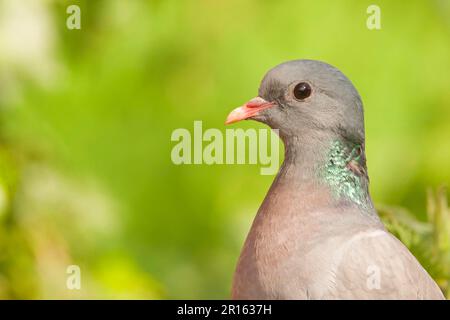 Stock Dove (Columba oenas) adulte, gros plan de la tête, Norfolk, Angleterre, Royaume-Uni Banque D'Images