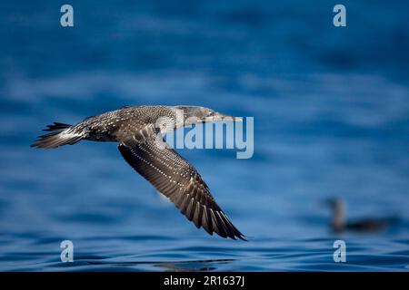 Jeune, premier plumage d'hiver, en vol au-dessus de la mer, au Portugal, gantet du nord (Morus bassanus) Banque D'Images