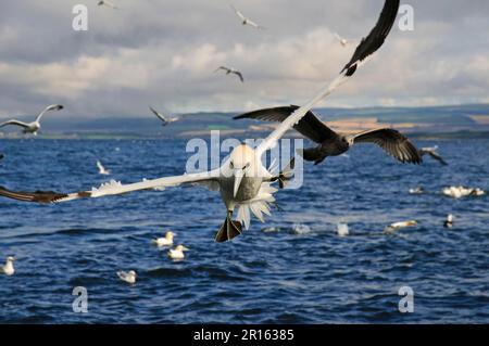 Gannet du nord adulte (Morus bassanus), en vol, avec des pieds étalés juste devant la plongée pour le poisson, Bass Rock, Firth of Forth, East Lothian Banque D'Images