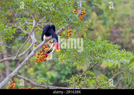 Hornbill (Buceros rhinoceros borneoensis) adulte mâle, se nourrissant de fruits de figuier, Bornéo malaisien, Bornéo, Malaisie Banque D'Images