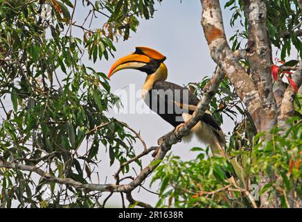 Grand Hornbill (Buceros bicornis homrai) adulte mâle, perché sur la branche, Kaeng Krachan N. P. Thaïlande Banque D'Images