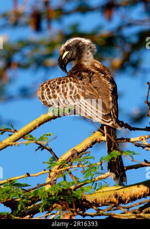 Hornbill gris africain (Tockus nasutus) adulte mâle, préense, perché dans un arbre, lac Naivasha, Kenya Banque D'Images