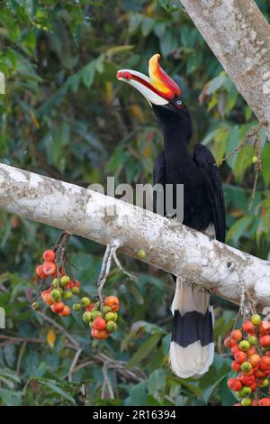 Rhinocéros Hornbill (Buceros rhinoceros borneoensis) adulte, se nourrissant de fruits dans les arbres, rivière Kinabatangan, Sabah, Bornéo, Malaisie Banque D'Images