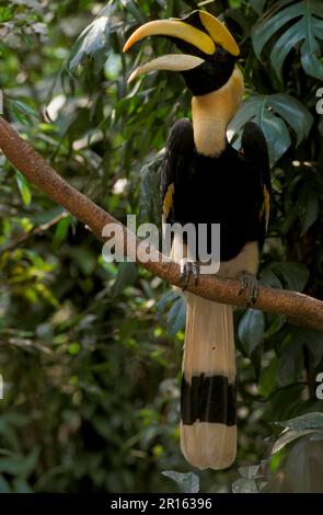 Grand charme, Double Hornbill, Hornbill, animaux, oiseaux, Grand Hornbill indien (Buceros bicornis) captif, perché sur Safariworld (S), Thaïlande Banque D'Images