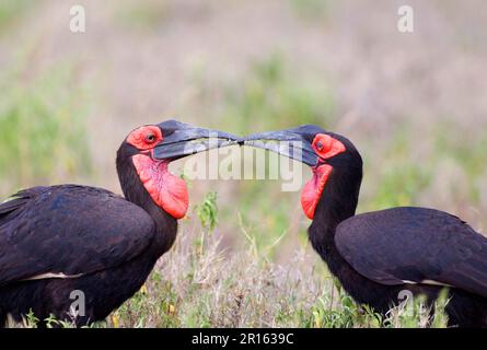 Bucorvus Cacher, Kaffir Hornbill, Red-Cheeked Hornbill, Southern Hornbill, Kaffir Hornbill, Charme sudiste (Bucorvus leadbeateri), sud Banque D'Images