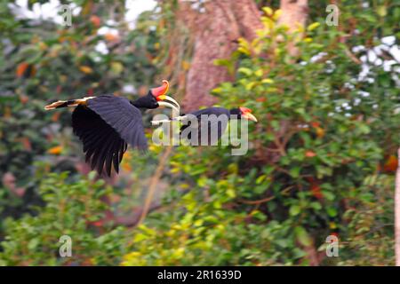 Rhinocéros Hornbill (Buceros rhinoceros borneoensis) adulte et immature, en vol, Sepilok, Sabah, Bornéo, Malaisie Banque D'Images