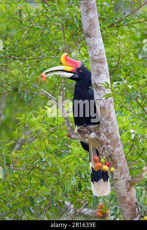 Hornbill (Buceros rhinoceros borneoensis) adulte mâle, se nourrissant de fruits de figuier, Bornéo malaisien, Bornéo, Malaisie Banque D'Images