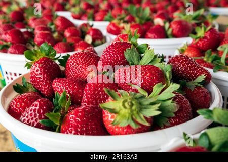 Seaux de fraises mûres rouges (Fragaria anananassa) en vente sur le marché agricole au printemps. Banque D'Images