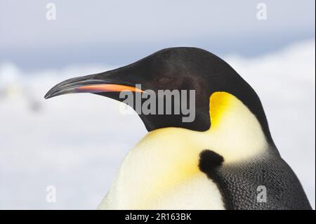 Manchot empereur (Aptenodytes forsteri) adulte, gros plan de la tête, île de Snow Hill, mer de Weddell, Antarctique Banque D'Images